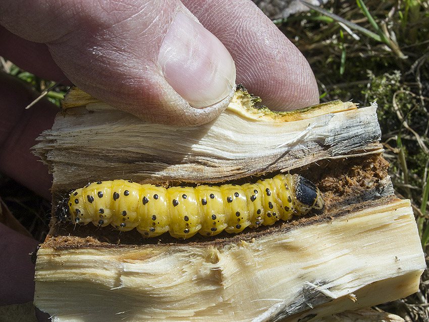 plettet trborer Zeuzera pyrina